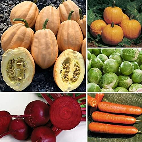 Park Seed Grow Your Own Curated Vegetable Seed Garden Collection, Easy Growing and Perfect for Harvesting, Ultimate Cool Season, 5 Packs