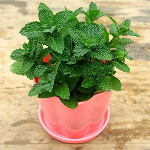 SeedsUP - 300+ Seeds Melissa Lemon Balm Mint - Herb Green
