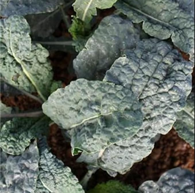 Organic Black Magic Kale 1 Lb ~200,000 Seeds – Non-GMO, Heirloom, Open-Pollinated – Improved Lacinato Kale with Dark Blue-Green Leaves – Annual Leafy Green Vegetable for Containers & Gardens