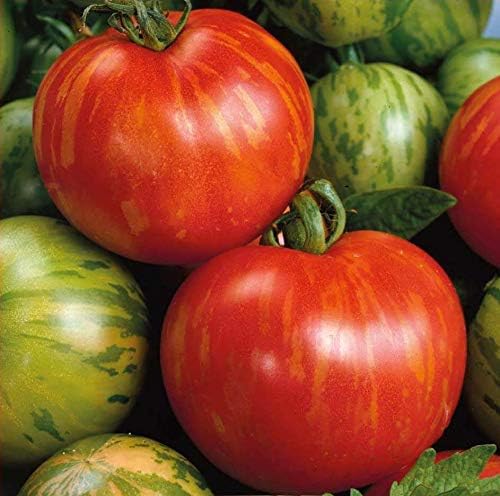 NIKA SEEDS - Seeds Vegetable Beefsteak Giant Tomato Tigerella - 50 Seeds