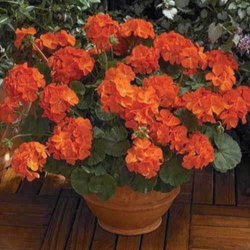 Park Seed Geranium Flowering Plant Seeds, Compact Maverick Orange Variety with Bright Fluorescent Blooms, Heat and Humidity Tolerant, Pack of 10