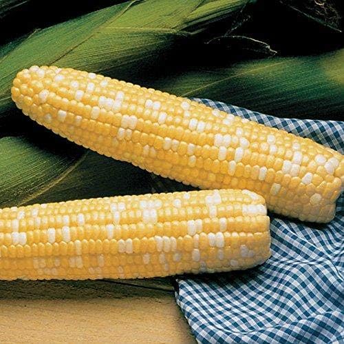 Park Seed Variety of Corn Seeds, Non-GMO Vegetable Seeds for Planting, Easy to Grow, Perfect for Harvesting, Serendipity Triplesweet Hybrid, Pack of 200