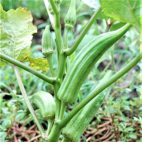 Perkins Long Pod Okra Seeds - 100 Count Seed Pack - Non GMO - an Heirloom Variety That Dates Back to The 1800s.