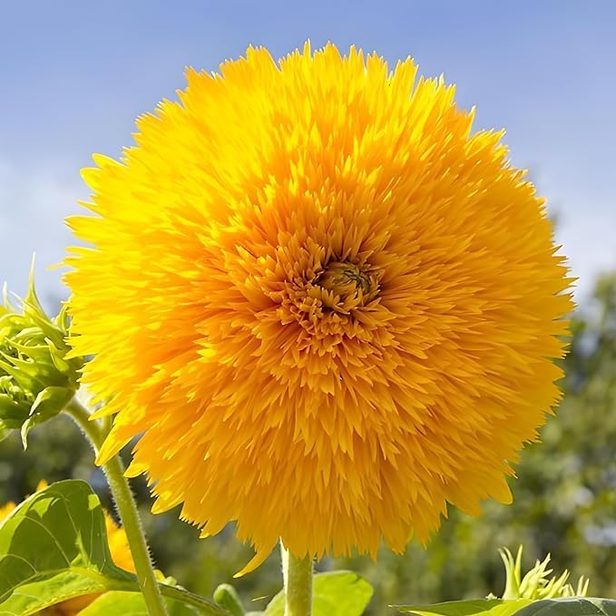 Seed Packets for Planting Teddy Bear Sunflowers in Home Outdoor Garden - Heirloom Non-GMO Flower Seed Packets