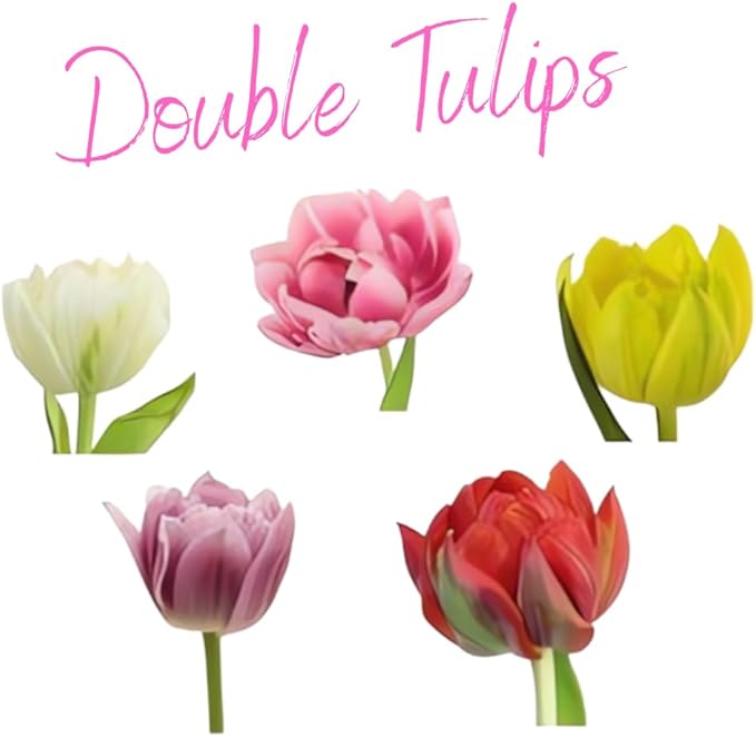 20 Top Size Tulip Bulbs for Spring Planting, Mixed Tulip Flower Bulbs, Bulk Pack of Colorful Tulips for Spring Blooms, Grow Flowerbeds, Fresh Harvest