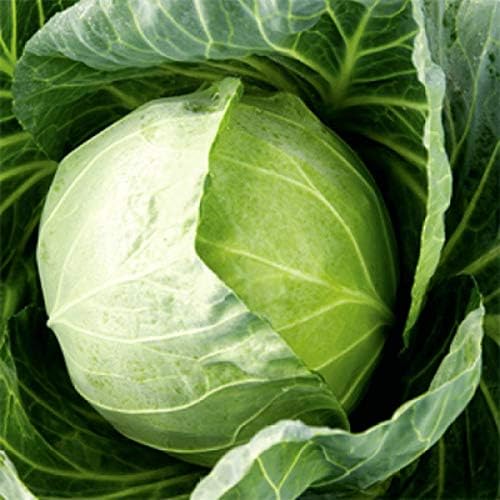 Seeds Vegetable Cabbage Winter Green - 100 Seeds