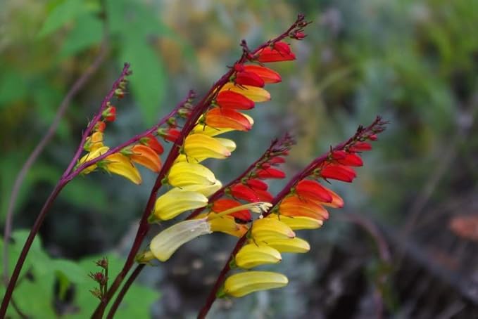 SeedsUP - 50+ Seeds Firecracker Vine Mina Lobata Quamoclit - Flower Multicolor