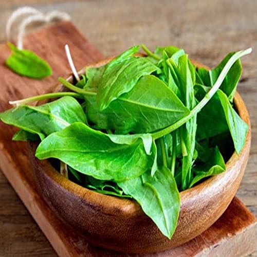 Broadleaf Sorrel Odessa Seeds (Rumex acetosa) Giant Herbs for Planting Non GMO 2000 Seeds