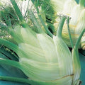 Fennel Florence Great Heirloom Vegetable 400 Seeds