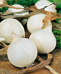Onion White Queen Giant Seeds (Allium cepa) Heirloom Vegetable for Planting Non GMO