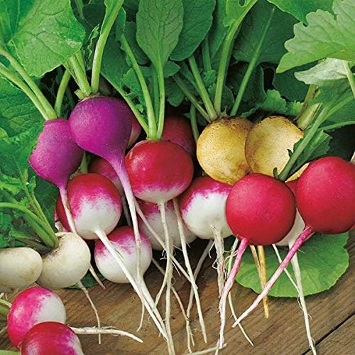 CEMEHA SEEDS - Seeds Radish Rainbow Mix 25 Days Non GMO Vegetable for Planting