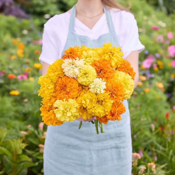 Premium Marigold Mix Seeds (1000 Count) - Hardy Annual Flower Seeds, Long-Blooming Ornamental for Garden Beds, Pots, Patios