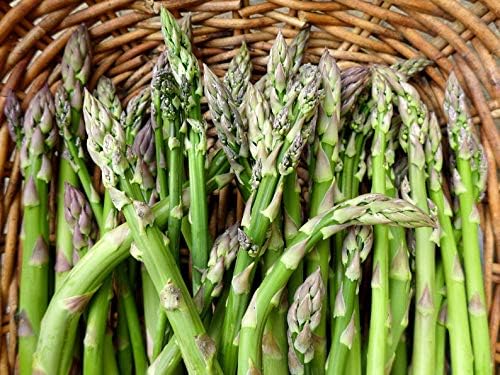 Seeds Green Asparagus Sparrow Grass Heirloom Vegetable for Planting Non GMO