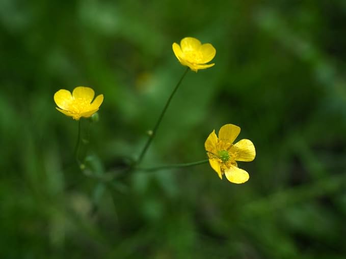 Western Buttercup Seeds (Ranunculus occidentalis) – 250+ Non-GMO & Heirloom Seeds by Isla’s Garden Seeds, Long-Blooming Field Flowers for Pollinator-Friendly Gardens, Great Gardening Gift