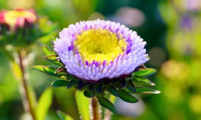 Aster Pompon Flowers Mix Seeds Dwarf Colorful Carpet Mix Low Grow Dwarf Double Compact Non-GMO 50pcs