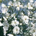Todd's Seeds Baby's Breath (Gypsophila elegans) Seed Flower Seed Packet - 1 g