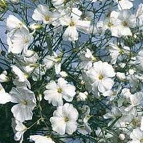 Todd's Seeds Baby's Breath (Gypsophila elegans) Seed Flower Seed Packet - 1 g