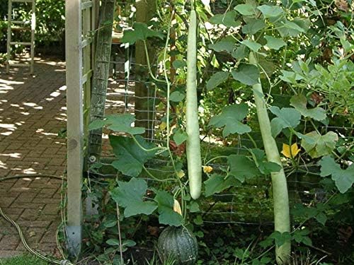 Seeds Calabash Long Gourd Lagenaria Serpantine Heirloom Vegetable for Planting Non GMO
