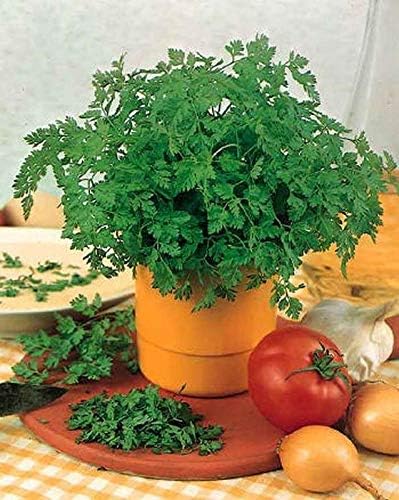 Winter Chervil Seeds - Lacy Leaves with Anise-Parsley Flavor Winter-Hardy (50 - Seeds)