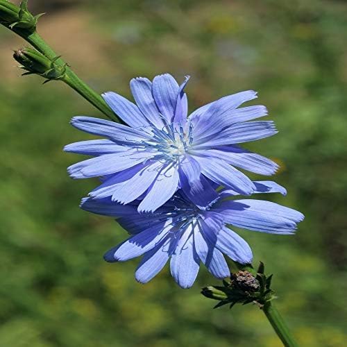 Outsidepride Chicory Seeds for Planting - 5 lb. Perennial, Easy to Grow & Drought Tolerant, Flower Seeds with Clustered Pastel Blue Blooms for Garden Pastures & Wildflower Meadows