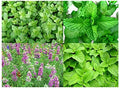 Please Read This is A Mix 100 Mint Mix Seeds 4 Varieties Peppermint, Spearmint, Lemon Mint, Lemon Balm Melissa, Heirloom Non-GMO. The Seeds are Mixed, Mentha Spicata, US Grown