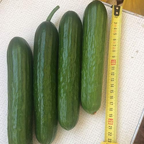 Cucumber Long Self-pollinated Zozula F1 Seeds Pickling Early Indoor Vegetable for Planting Giant Non GMO 10 Seeds