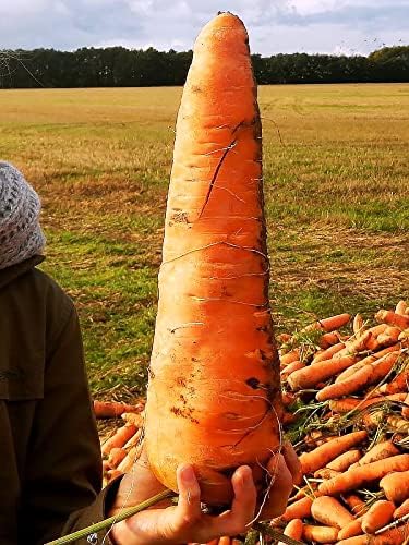 KIRA SEEDS - Seeds Carrot Red Giant - Heirloom Vegetable - GMO Free