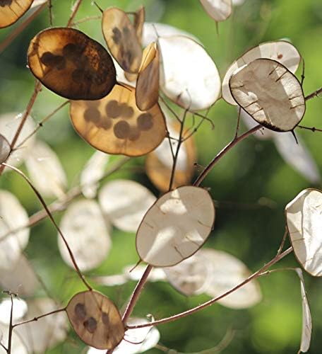Seeds4planting - Seeds Silver Dollar Money Plant (Lunaria Biennis) Biennial Flowers Non GMO