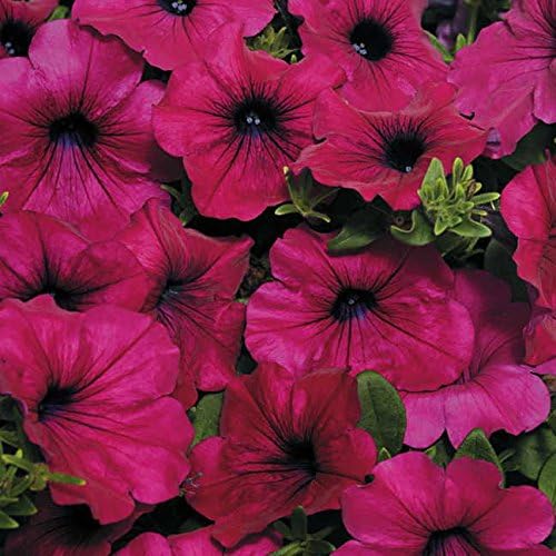 Park Seed Wave Purple Improved Hybrid Petunia – Spreading 3–4 Ft. with Rosy-Purple 2–3 Inch Blooms, Compact 5–7 Inch Height for Groundcover, Baskets, or Containers – Pack of 10