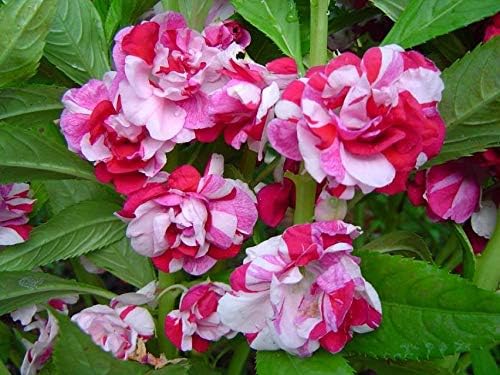 Seeds Balsam Garden Mix Touch-Me-Not Hanging Annual Flower Non GMO