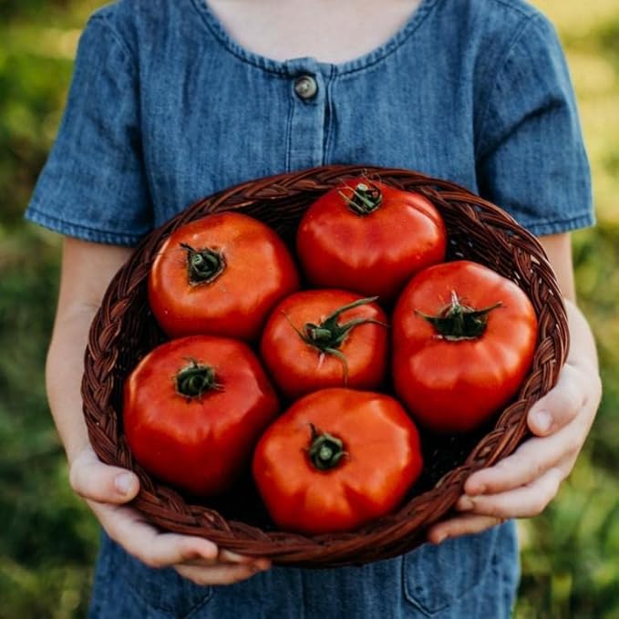 Mule Team Heirloom Tomato - 50 Seeds - Rare Heirloom & Open-Pollinated Variety, Non-GMO Vegetable Seeds for Planting in The Home Garden, Thresh Seed Company