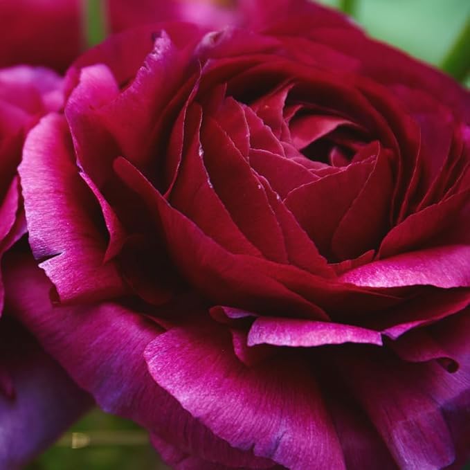 Pack 25 Ranunculus Bulbs for Planting, Purple Ranunculus Corms, Butterfly Ranunculus Flowers Bulbs to Grow, Peony Buttercup Ranunculus