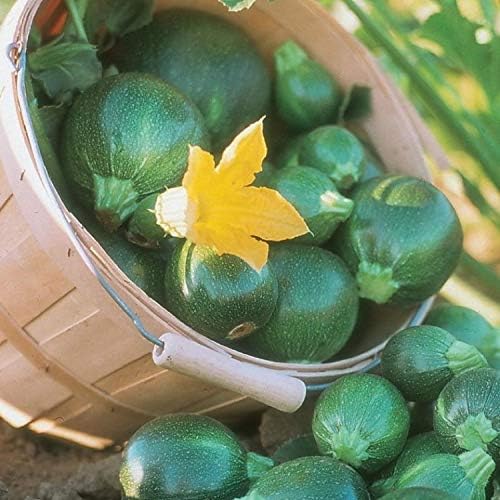 Seeds Zucchini Dark Black Squash Boatswain Heirloom Vegetable for Planting Non GMO