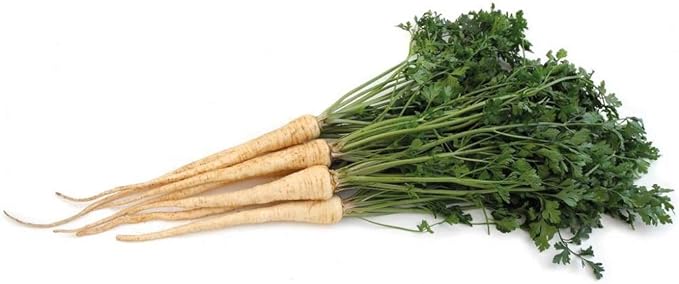Hamburg Rooted Parsley Seeds - 500 Count Seed Pack - Non-GMO - Parsley Flavored Root and Leaves. Used as a Flavoring in soups and Salads, as a Garnish. - Country Creek LLC