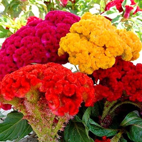 Seeds Cockscomb 200+ Seeds to Grow Celosia Cristata Celosia Argentea VAR. Cristata Velvet Flower Exotic Annual Plant Multicolor Mix
