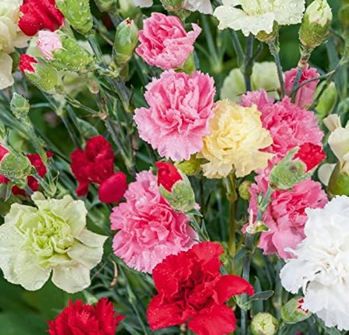 FUN AND GROW SEEDS: Seeds Carnation Shabo Mix Biennial Flowers