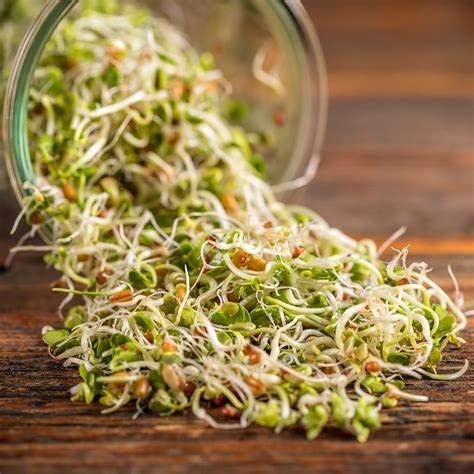 Green Pea Sprouting Seed, Non GMO - 10 Lbs - Country Creek Brand - Green Peas for Sprouts, Garden Planting, Cooking, Soup, Emergency Food Storage, Vegetable Gardening, Juicing, Cover Crop