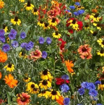 2 oz Wildflower Seed Mix, Assortment of Perennial & Annual. - Country Creek Acres