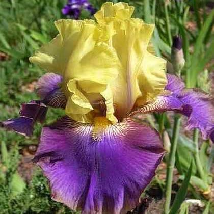 35pcs Mixed Color Rare Heirloom Iris Seeds - Stunning Colors for Your Garden - Uncommon Varieties