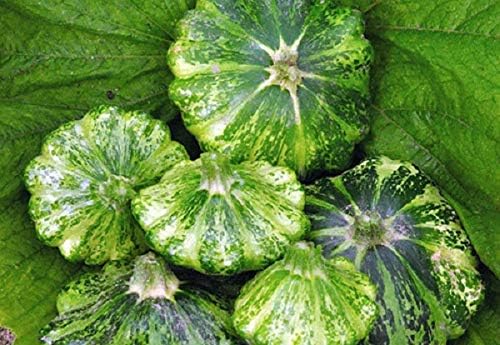 CEMEHA SEEDS - Seeds Scallopini Squash Patty Pan Zucchini Green Non GMO Vegetable for Planting