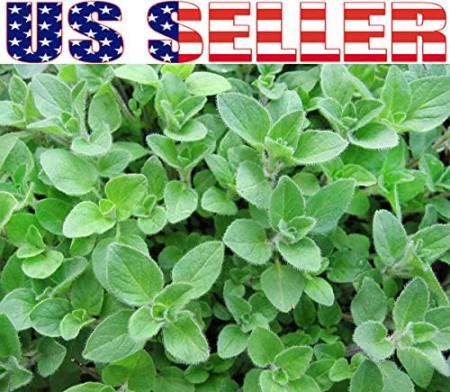 1000 Mixed Herb Seeds Heirloom Non GMO 12 Varieties This is a Mix, Thyme Oregano Sage Tarragon Marjoram Summer Savory Basil Italian Greek Thai Dwarf Ruby Red, Diplotaxis tenuifolia Grown in USA
