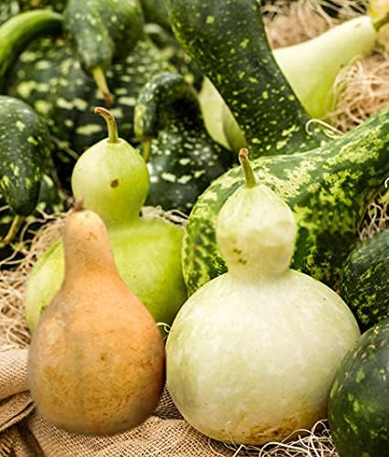Seeds Calabash Bottle Gourd Mix Lagenaria Heirloom Vegetable for Planting Non GMO