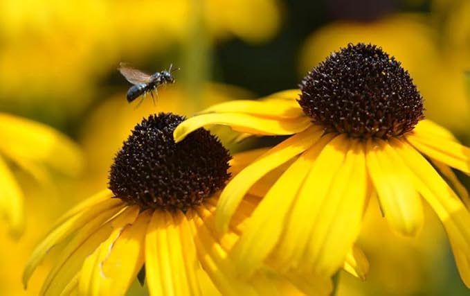 100PCS Black Eyed Susan Seeds Native Wildflower Gardening Plant Seeds for Flower Gardens