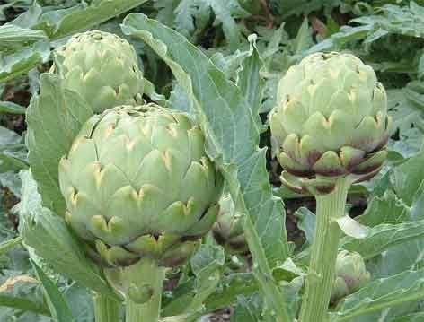 Artichoke Green Globe Great Heirloom Vegetable by Seed Kingdom 25 Seeds
