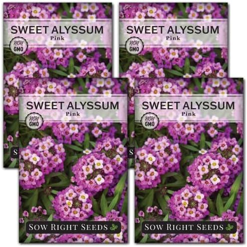 Sow Right Seeds - Sweet Pink Alyssum Seeds for Planting - Non-GMO Heirloom Annual or Short-Lived Perennial Blooms - Easy to Grow, Attracts Pollinators - Ideal for Borders, Containers, Ground Cover (4)