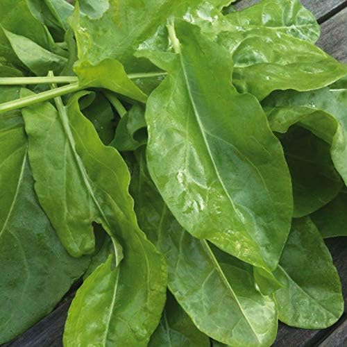 Broadleaf Sorrel Odessa Seeds (Rumex acetosa) Giant Herbs for Planting Non GMO 2000 Seeds