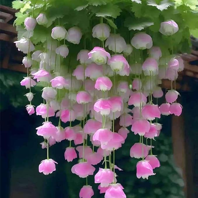 310+ Mix Hanging crabapple Hosta Flower Seeds for Planting-Climbing Vines-Non-GMO Heirloom Plant Seeds Garden Outdoor