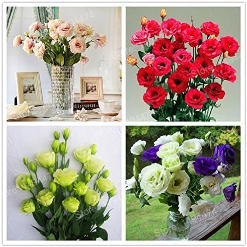 New Fresh 100pcs Mixed Eustoma Flower Seeds Generic