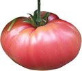 German Johnson Tomato Seeds - Large Tomato - One of The Most Delicious Tomatoes for Home Growing, Non GMO - Neonicotinoid-Free.