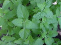 Catnip Great Garden Herb Cats Love It by Seed Kingdom Bulk 1 Lb Seeds